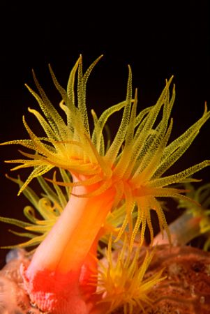 orange cup corals generally come out at night or in rainy... by Kevin Davidson 
