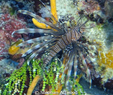 Lion Fish shot with Fujifilm Finepix F500EXR and an Intov... by Stephan Attwood 