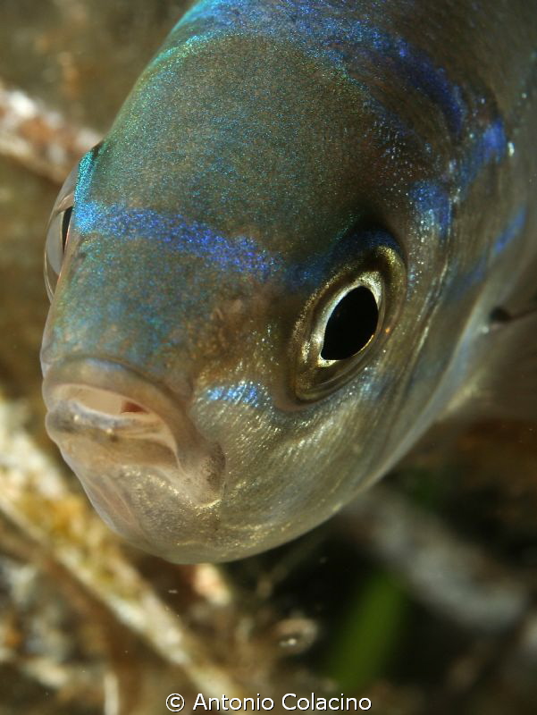 Spicara maena, a 25 cm fish, picture taken by 50 mm macro... by Antonio Colacino 