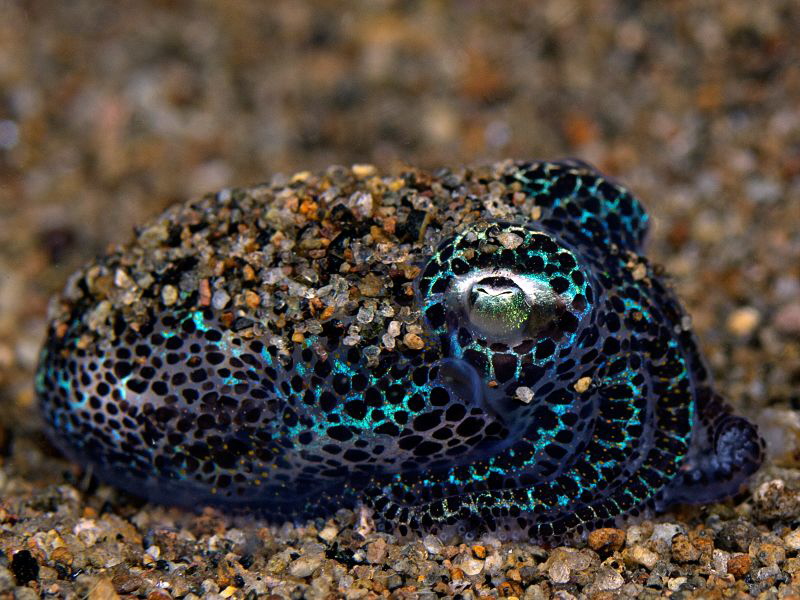 "Bobtail Squid" by Henry Jager 