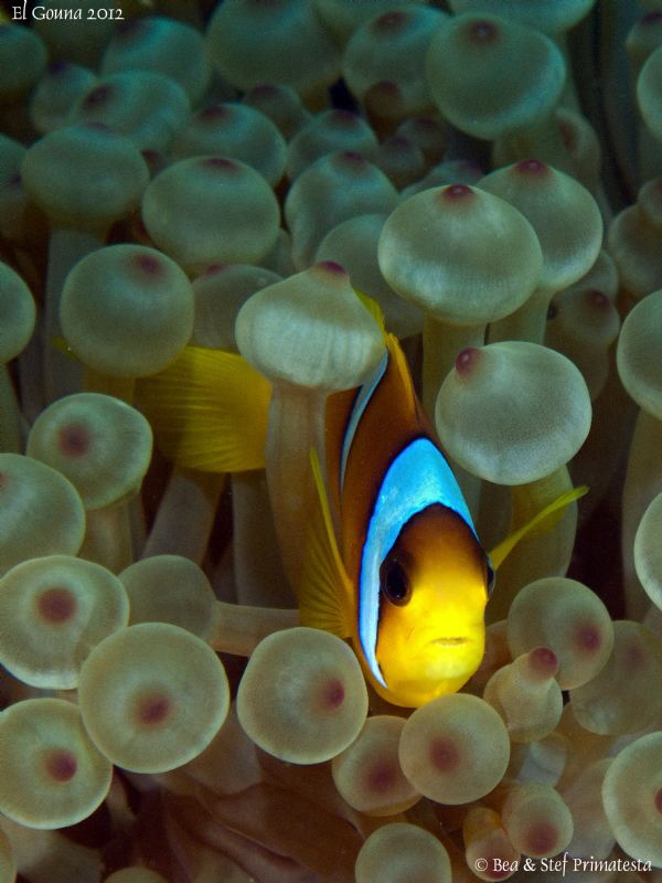 Clownfish. by Stéphane Primatesta 