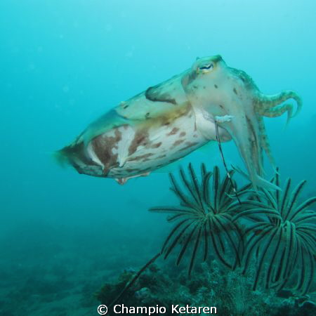 I took this pic at lembeh straits, and a cuttlefish swims... by Champio Ketaren 