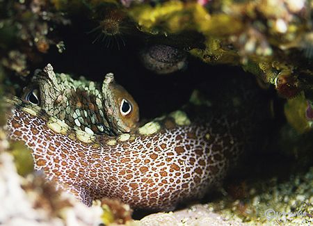 I spotted this Spotted Octopus wedged in a crevice while ... by Ross Payson 