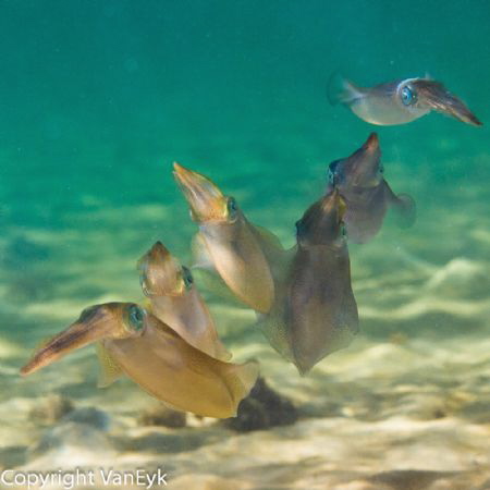 Calamari Swimming in formation - by Bill Van Eyk 