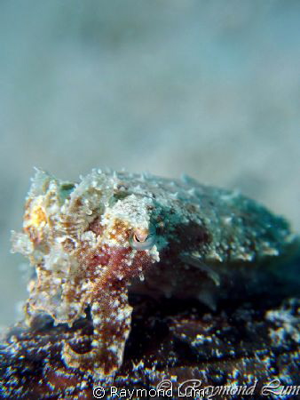 1 inch - Juvenile Cuttlefish camouflaging by Raymond Lum 