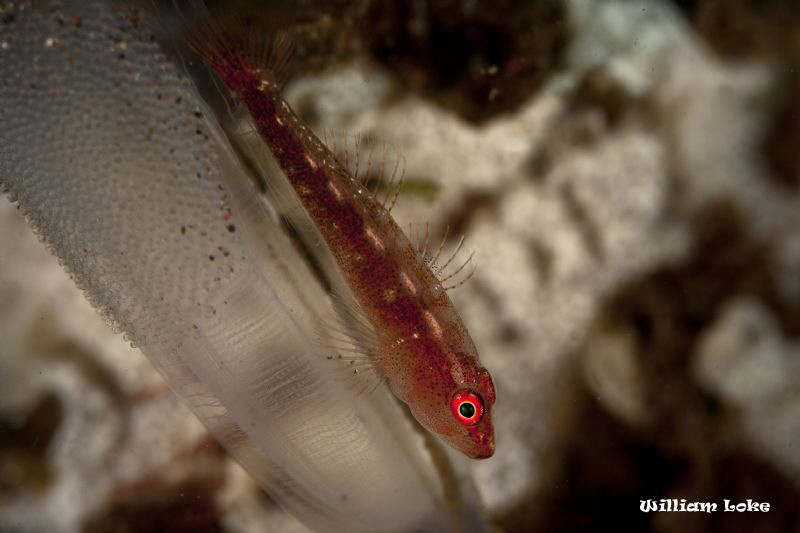 Goby, Tunicate & Eggs... by William Loke 