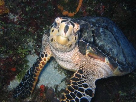 Sea Turtle in Cozumel. by Eric Beckley 