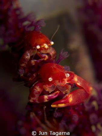 Squat Lobster - Anilao, Philippines
G12 + 2x UCL165 by Jun Tagama 