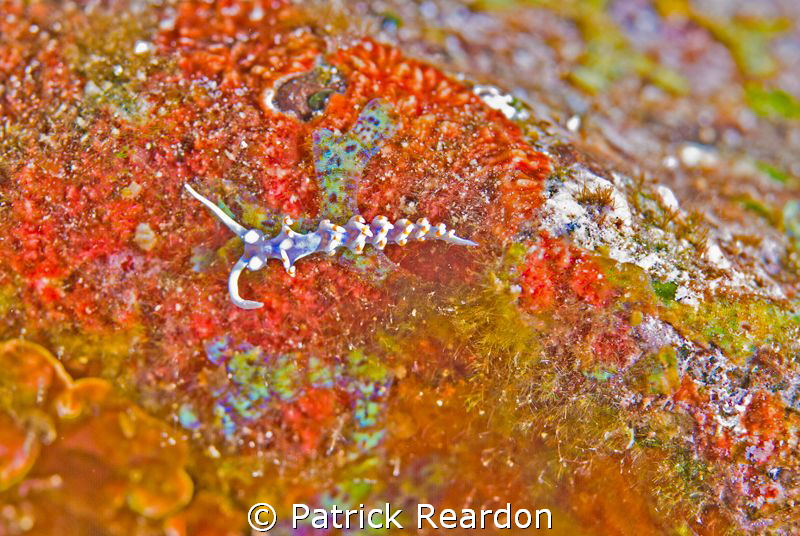 4-mm Flambellina bicolor.  40 to 60 feet, Reef's End, Mol... by Patrick Reardon 