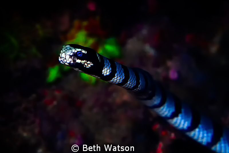 Sea Snake...Puerto Galera, Philippines by Beth Watson 