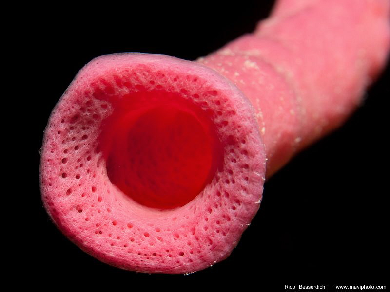 "Candyman" A closeup shot of a tube-sponge. by Rico Besserdich 