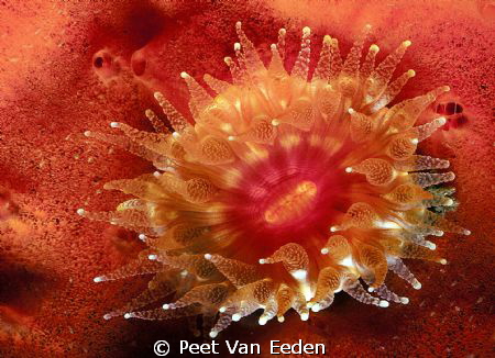 Cup coral by Peet Van Eeden 