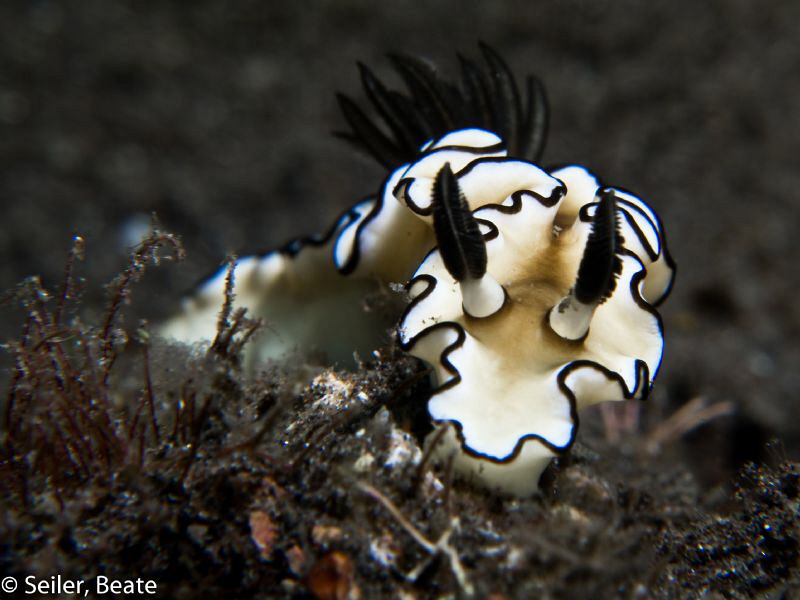 Wonderful nudi, taken with Canon G12 and UCL165 by Beate Seiler 