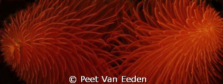 Bristle worms by Peet Van Eeden 