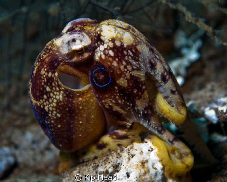 A Mototi octopus getting ready to jet away! by Kip Nead 