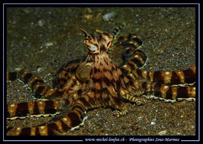 Mimic Octopus on the sand of Lembeh Strait... ;O)... by Michel Lonfat 
