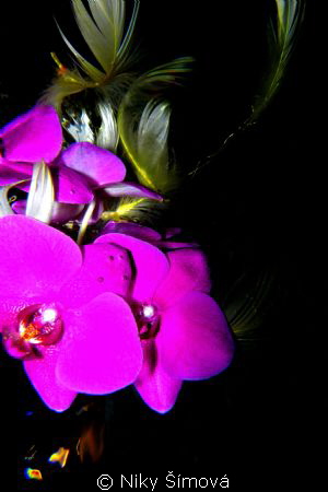 orchid creation by Niky Šímová 