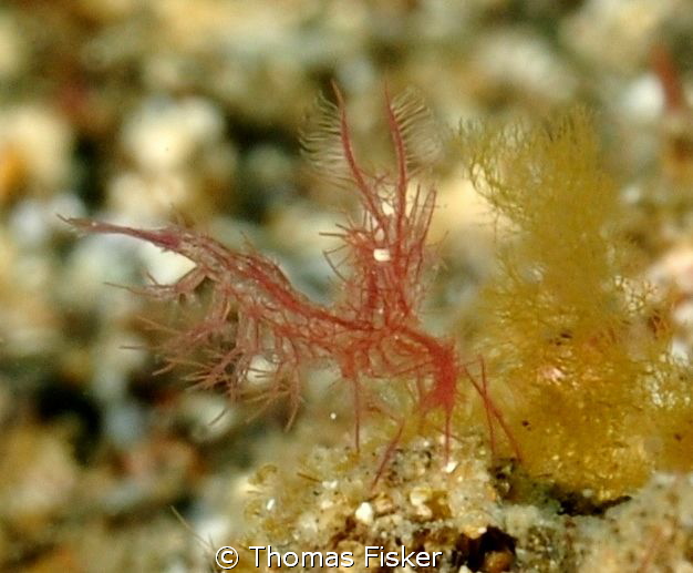 Red Algae shrimp. by Thomas Fisker 