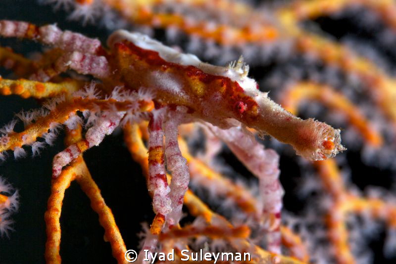 Spider crab (Xenocarcinus conicus)
This photo was taken ... by Iyad Suleyman 