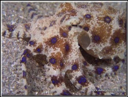 Blue ringed octopus. 
Perhentian, Malaysia, C-5050 with ... by Erika Antoniazzo 