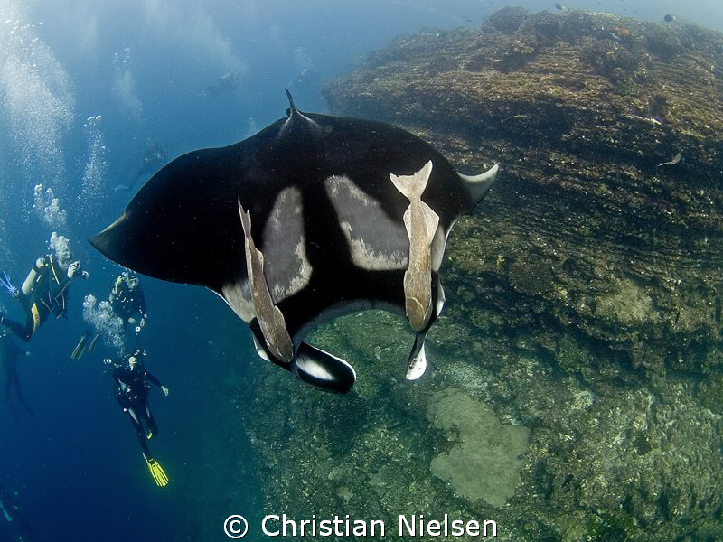 Beautiful manta and happy divers at "the Boiler", Socorro... by Christian Nielsen 