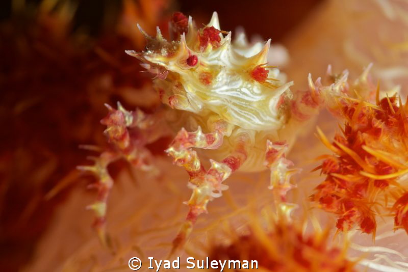 Soft coral crab
Picture was taken with Nikon D3s in Suba... by Iyad Suleyman 