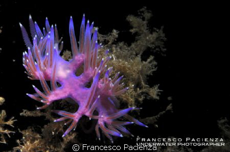 Flabellina with eggs inside the body. by Francesco Pacienza 