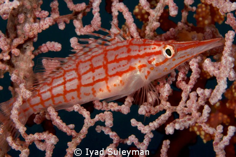 Longnose Hawkfish
This picture was taken with Canon 60D,... by Iyad Suleyman 