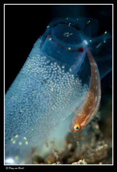 Many host goby and eggs... by Dray Van Beeck 