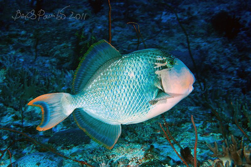 undefined trigger fish in Guraidhoo Channel
 - South Mal... by Boris Pamikov 
