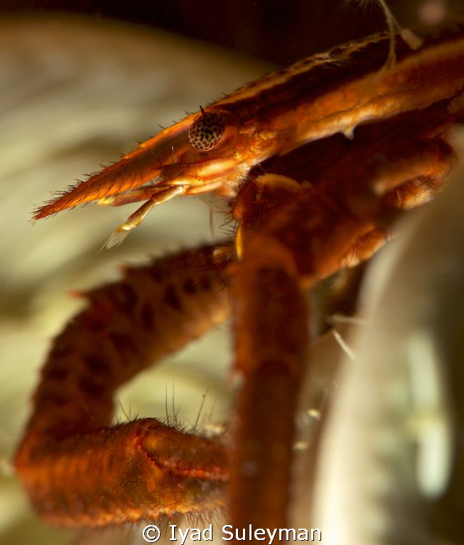 Crinoid squat lobster in details
(Allogalathea eleqans) by Iyad Suleyman 
