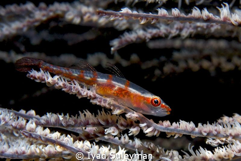 Whip goby
Shot taken with Canon 60D, 60mm macro lens
 by Iyad Suleyman 