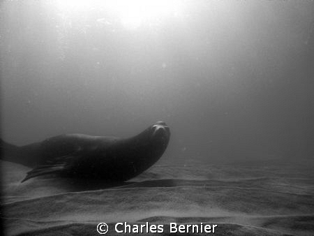 Sea lion at the point. by Charles Bernier 
