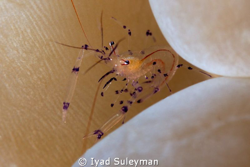 Bubble Coral Shrimp in an unusual posture, this is the fi... by Iyad Suleyman 