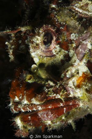 Scorpion fish shot on a dive trip to Manado. After losing... by Jim Sparkman 