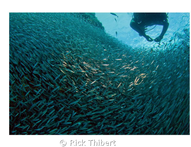 Swimming through a swarm. by Rick Thibert 