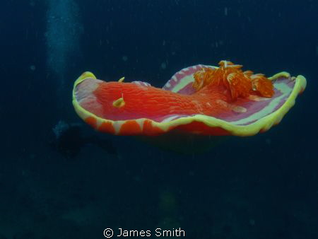 Huge Nudibranch, Beqa Lagoon, Fiji by James Smith 
