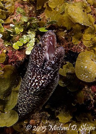 This moray stuck his head out nicely for this picture tak... by Michael Shope 