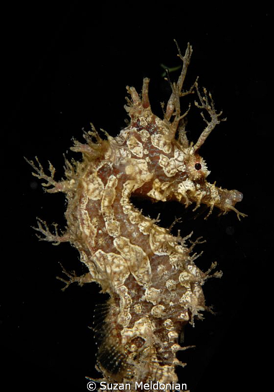 ornate frilled seahorse by Suzan Meldonian 