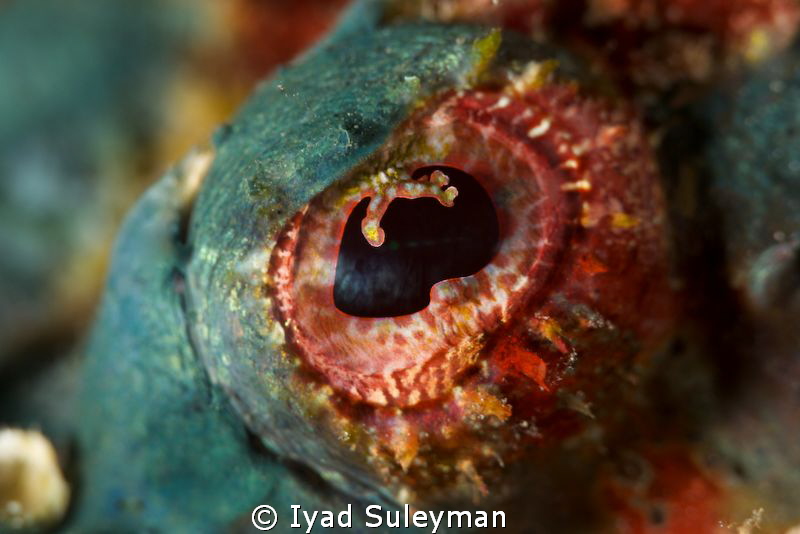 Scorpoinfish's eye
This shot was taken with Canon 60D, 1... by Iyad Suleyman 