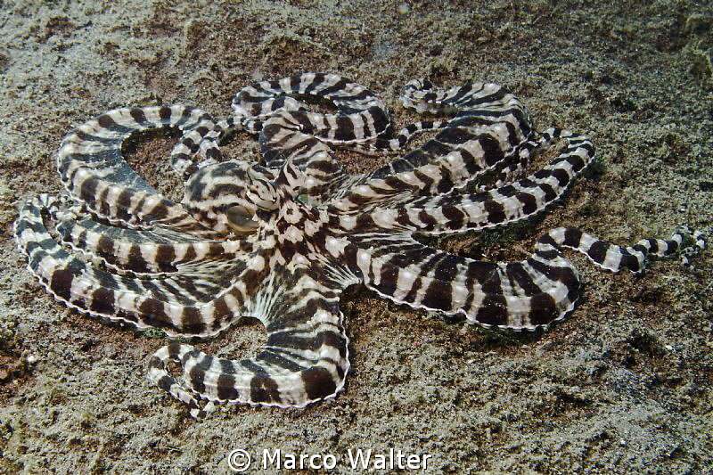 Mimic Octopus by Marco Walter 