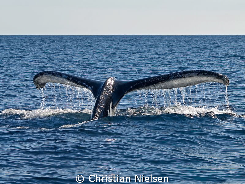Diving. Wish I could join the humpback :-) by Christian Nielsen 