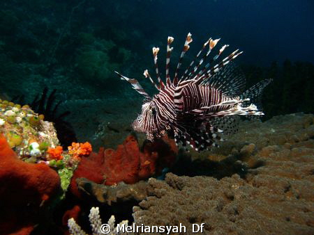 Lion Fish steady searching some food by Melriansyah Df 