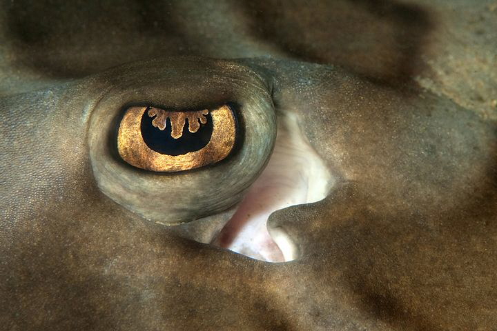 Eye of Fiddler Ray, Bare Island. by Doug Anderson 