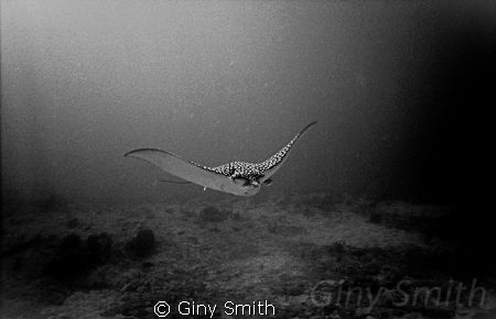 This was taken in 2007 with a first generation Sealife Re... by Giny Smith 