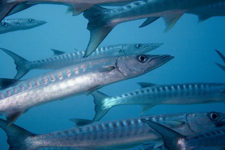 Great Barracuda - Barracuda Point - Palau Sipadan - Borneo by Luca Bertoglio 