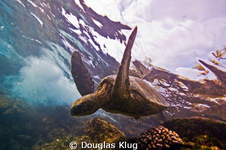 Frolic. A green sea turtle frolics in the surf while fora... by Douglas Klug 