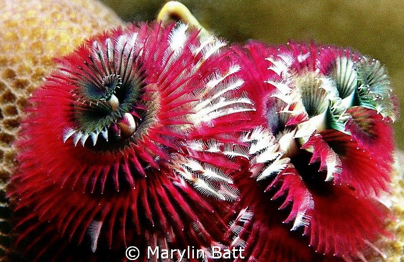 Christmas Tree Worms, Just the right color for Christmas. by Marylin Batt 