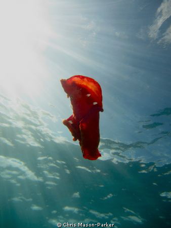This Spanish dancer started swimming in an attempt to avo... by Chris Mason-Parker 
