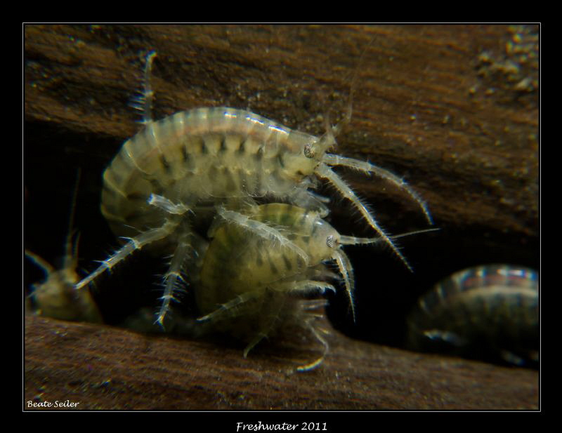 Amphipods in a lake near by. by Beate Seiler 